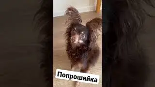 бедный голодный попрощайка