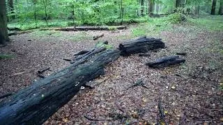 Peacefull forrest (Thyra Emilie Jungersen)
