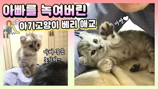 The kitten that melted the father's heart. [Benny Family]