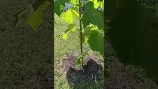 Гроза сллмала нижние листья Павловнии. Удаляем их.