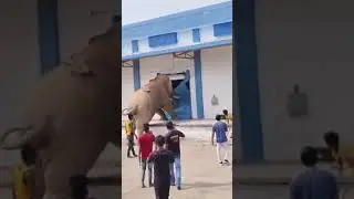 Elephant in FCI godown #elephant #comedy