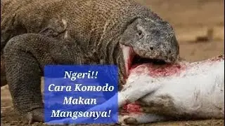 Komodo Eating Prey! Serem!!
