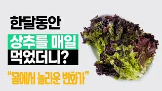 상추를 매일 먹으면 일어나는 놀라운 일들 [상추의 효능과 부작용, 보관방법]