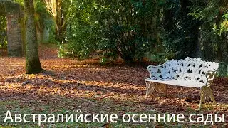 Осень в саду Маунт Тома, Голубые горы, Австралия