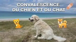 CONVALESCENCE du CHIEN/CHAT