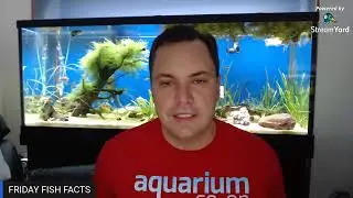 What are the best fish to breed for profit?
