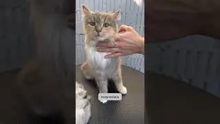 A street cat covered in tangles🙀 