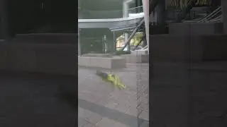 #판교 #사마귀