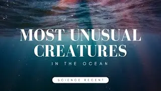 Most Unusual Creatures In The Ocean
