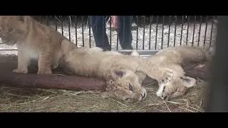 The Captive Wildlife Crisis