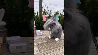 Why you so cute sir 😍🥰 | rabbit | 