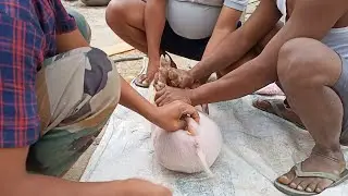 Piglets castration ll How to castrate piglets by own ll Pig farm in Assam