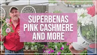 Proven Winners Superbena Pink Cashmere & More at Bauman's