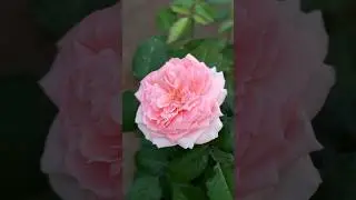 ❤️Принцесса Хитоми 🌹 Япония 🇯🇵 
