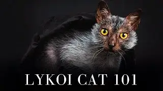 Lykoi Cat 101 - Everything You Need to Know