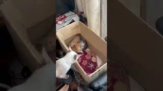 Милые котята тройняшки