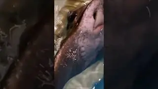 Stingray. Turkey Travels