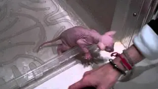 Sphynx kittens first bath