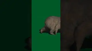 bear green screen video | #shorts | #techgajraula