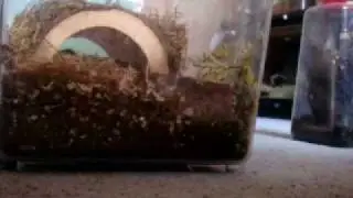 Tarantula Feeding Video 7