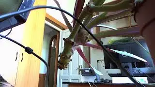 ProxvideoStudio Live Stream