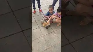 Luna playing with the kids is so much fun #foxfamily #fox #pets