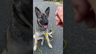Teaching my German shepherd Puppy to come when she’s called 🐶  #germanshephedpuppy #husky