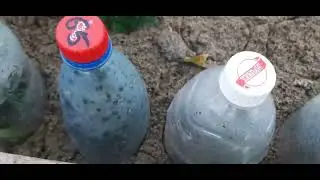 504.Черенкуем Кипарисовик Лавсона вместе ❤ с Вами.