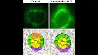 Raj Kumar Manna: Dynamical forces drive organ morphology changes during embryonic development
