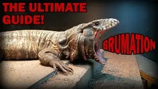 Ultimate Tegu Brumation Guide!