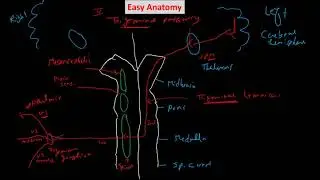 Trigeminal pahway 1