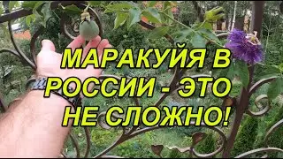 ПАССИФЛОРА=МАРАКУЙЯ выращиваем и собираем урожай в России. Никаких сложностей! Только полив и солнце