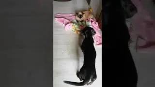 Кошка не отдаёт любимый плед собаке. Сиамская кошка против таксы!