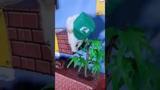 Super Mario Vs Luigi hamsters obstacles course for helping peash  to escape from super Mario Bros