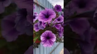 Чернушка на вечерней прогулке