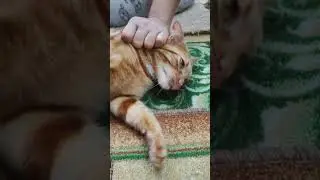 кот АЛЕКС ❤❤