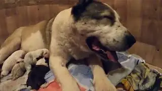 Newborn ALABAI || ALABAI birth