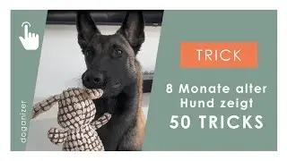 Trickdog | 8 Monate alter Hund zeigt 50 Tricks | Malinois Welpe