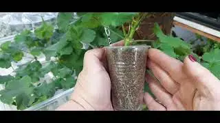 💯💯💯Пеларгония,черенки показали корни 💯%🌺🌺🌺Показываю результат укоренения в воде❗❗❗Часть вторая❗❗❗