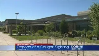 2 cougar sightings in Happy Valley