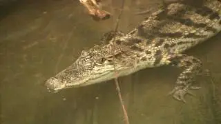 ANIMAL Siamese Crocodile
