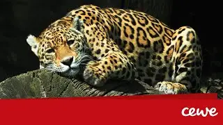 Ako fotiť zvieratá v ZOO | CEWE Fotolab