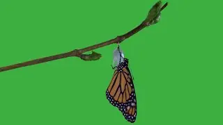 Time Lapse Butterfly Green Screen Chroma Key