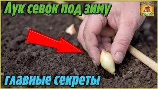 Лук севок ПОД ЗИМУ Самые ВАЖНЫЕ секреты осенней посадки ЛУКА Простой и надежный способ выращивания