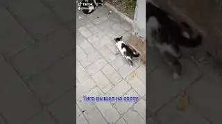 Неожиданно 😱🤩🤣🤩😱 Суровый Мариупольский котёнок 🤭💕