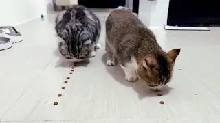 Which kitten can eat faster? #cat #kitten #cute #catlover
