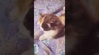 Кошка