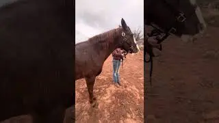 Raegyn Shepherd and Dakota Sioux - Mare Halter