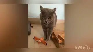 🤣🤣 VIDEOS DE GATOS ENGRAÇADOS TENTE N RIR.#engraçados #gatinhos #memes