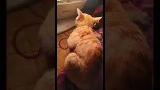 goldy ko thande m cahiye heater  #cutecat #love #goldy #winter #funnyvideo #youtubeshorts